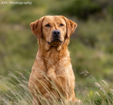 Cup's Cheeky Boy "Dave" (foto: Aurelio Russell Cano)