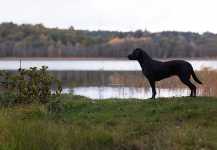 Capandus Mary Queen Of Scots "Myrra" (foto: Lotta Sultan)