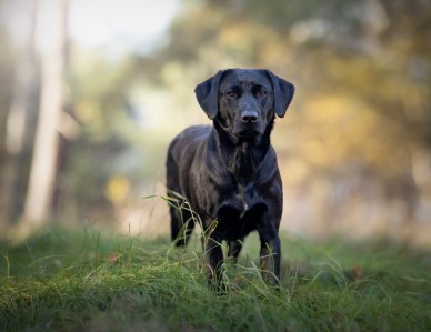 Capandus Mary Queen Of Scots "Myrra" (foto: Lotta Sultan)