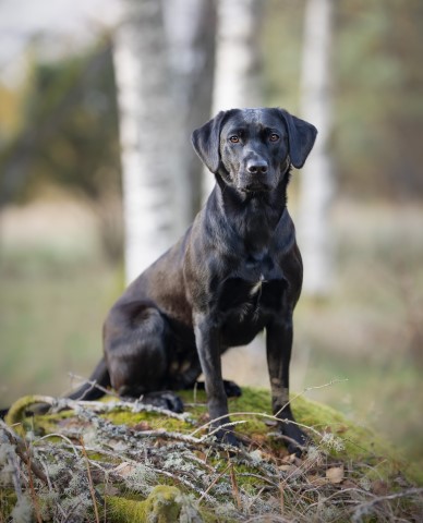 Capandus Mary Queen Of Scots "Myrra" (foto: Lotta Sultan)