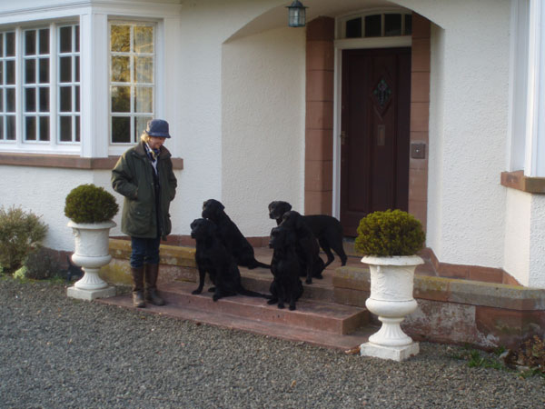Annette Usher med 5 labradorer, Buteland House, Skottland